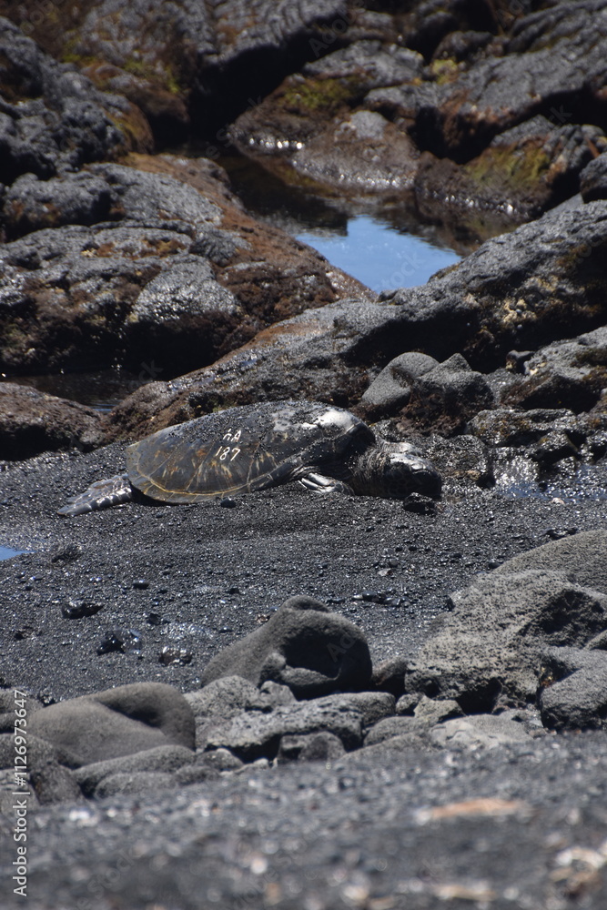 Obraz premium The large sea turtles on the black lava sand on a beach on the Big Island of Hawaii
