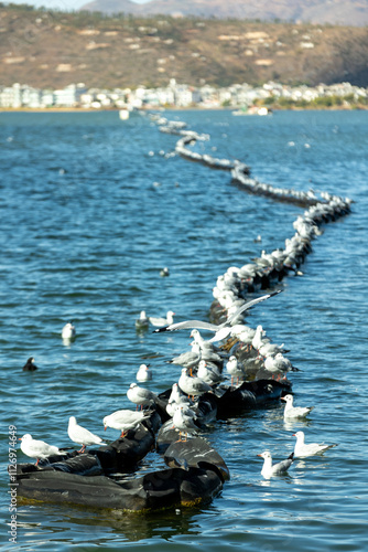 Flock of Seagulls Resting on Rocks by the Sea