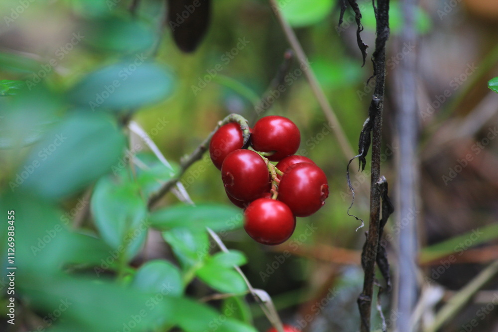 Obraz premium Red ripe lingonberries on a branch in the forest close-up