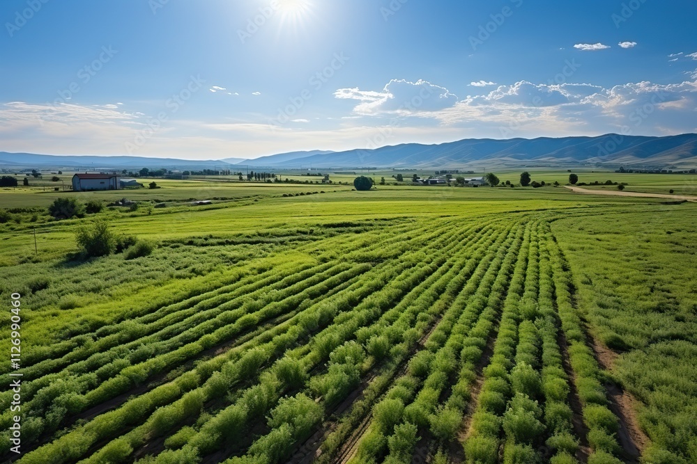 Top view of large tea plantations. Top view of large tea plantations.
