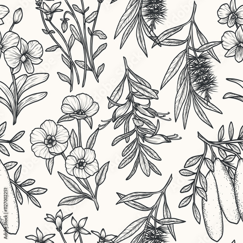Hand drawn Australian native plants and flowers background. Cooktown orchid, eremophila, finger lime, Sturt's desert rose, royal bluebell, tea tree