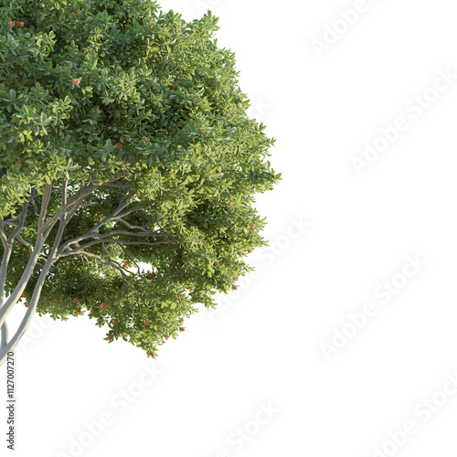 Cupaniopsis anacardioides tree corner 4k png cutout isolate photo