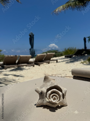 conch shell on the beach