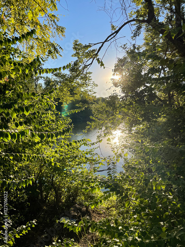 sun in the forest