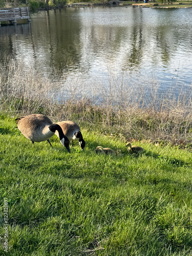 Geese family