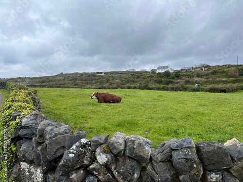 cow on the meadow