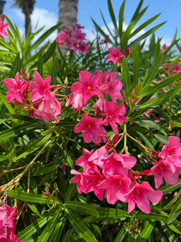 Fototapeta premium pink flowers in the garden