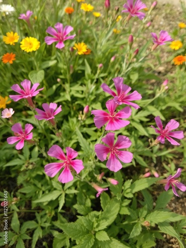 Vibrant godetia clarkia farewell to spring flower blooming in garden, flora, petals, spring photo