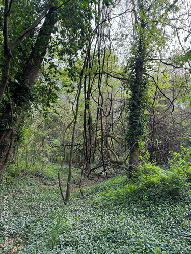 path in the forest
