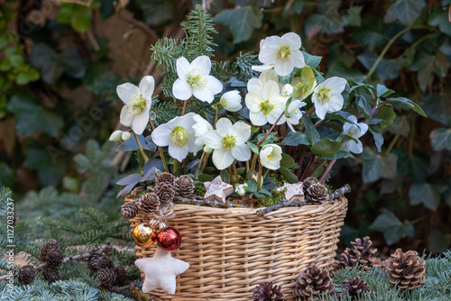 Christrosen (Helleborus niger) im Korb als Winter-Gartendekoration	