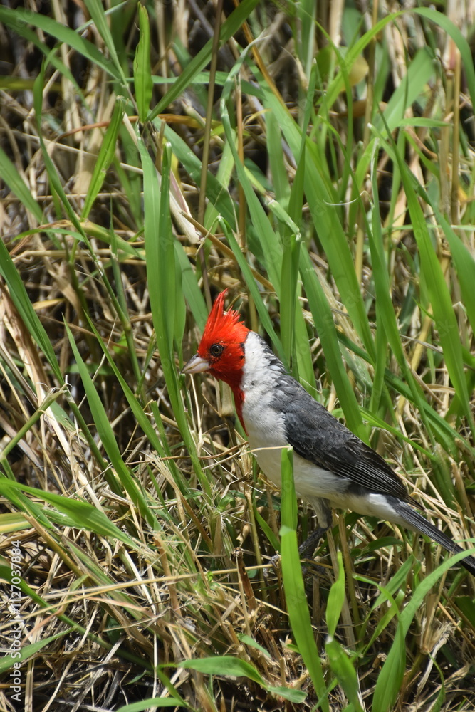 Close up of an american Cardinal bird with red head and black wings Close up of an american Cardinal bird with red head and black wings