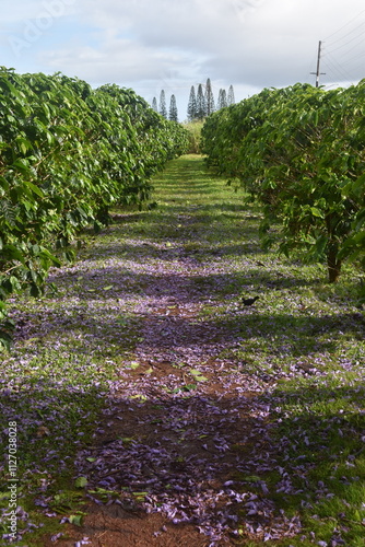 A coffee and tea plantation on Oahu island, Hawaii photo