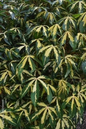 Wallpaper Mural The colourful flowers, trees and local lush vegetation of Oahu Island, Hawaii Torontodigital.ca