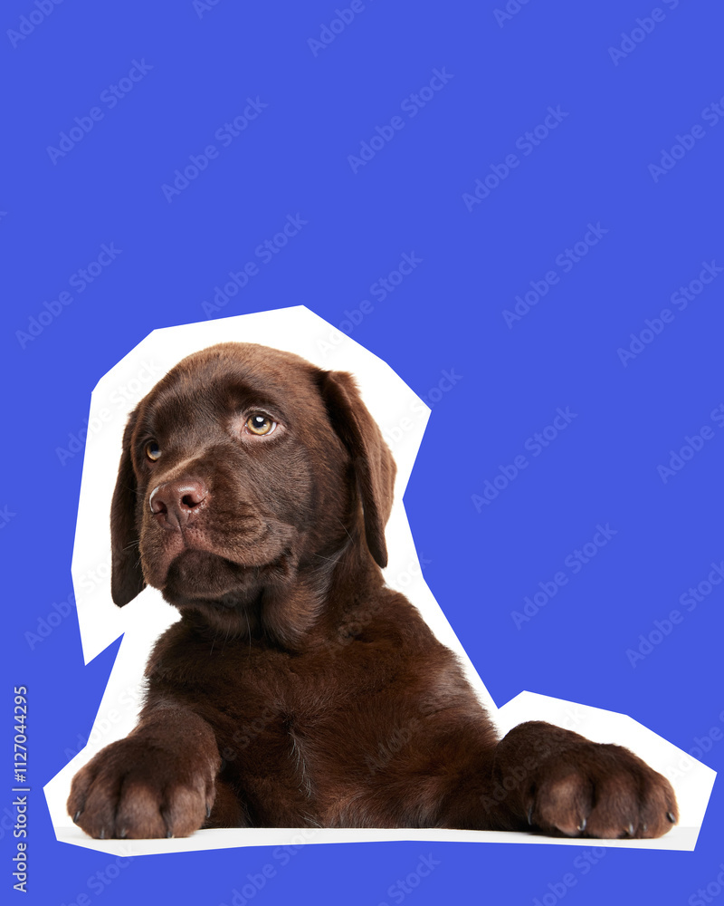 Fototapeta premium Cute and curious Labrador Retriever puppy, with rich chocolate fur calmly lying and looking against blue background. Concept of animal, pet care and vet, happiness. Banner, ad, poster