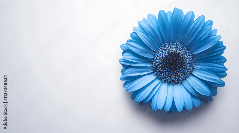A single blue gerbera daisy on a white background A single blue gerbera daisy on a white background