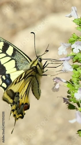 Papilio machaon butterfly living on flower head,insect animal wildlife, Vertival 4kslowmotion