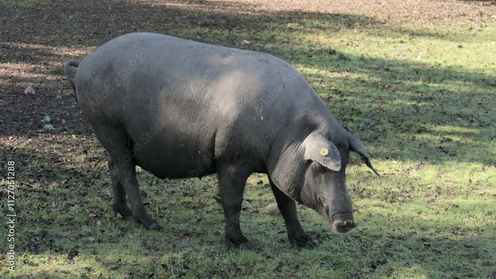 Iberian pig grazing in a lush oak tree pasture in the Natural Park of Cardeña and Montoro Iberian pig grazing in a lush oak tree pasture in the Natural Park of Cardeña and Montoro