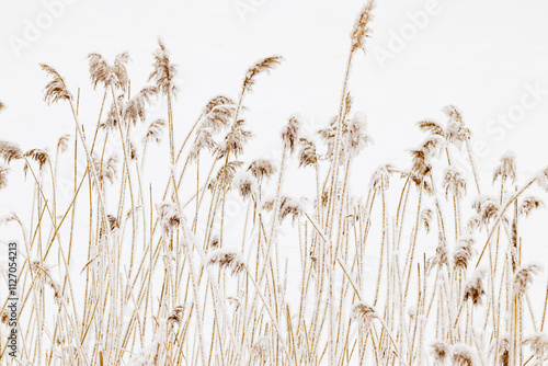 Closeup of frost-covered pampas grass on light white background. Icy textures and natural elegance of frozen plants as serene and tranquil winter atmosphere. Snow covering of dry reeds on frozen pond photo