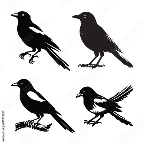 Traditional magpie. Cartoon flying bird, beautiful character of ornithology, vector illustration of crow with white feathers isolated on white background