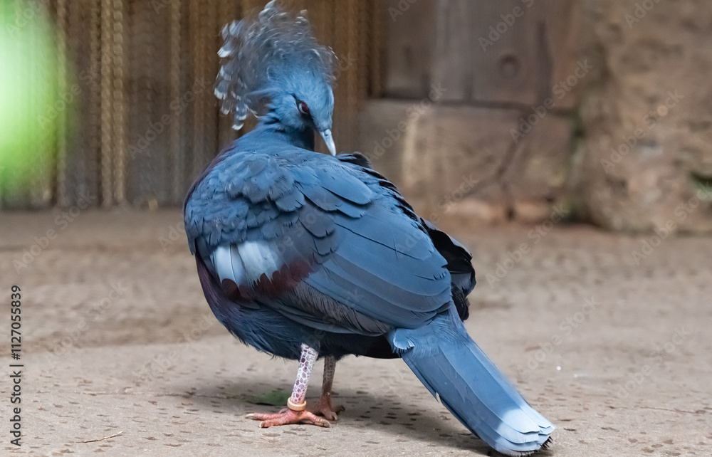 Fototapeta premium Crowned pigeon