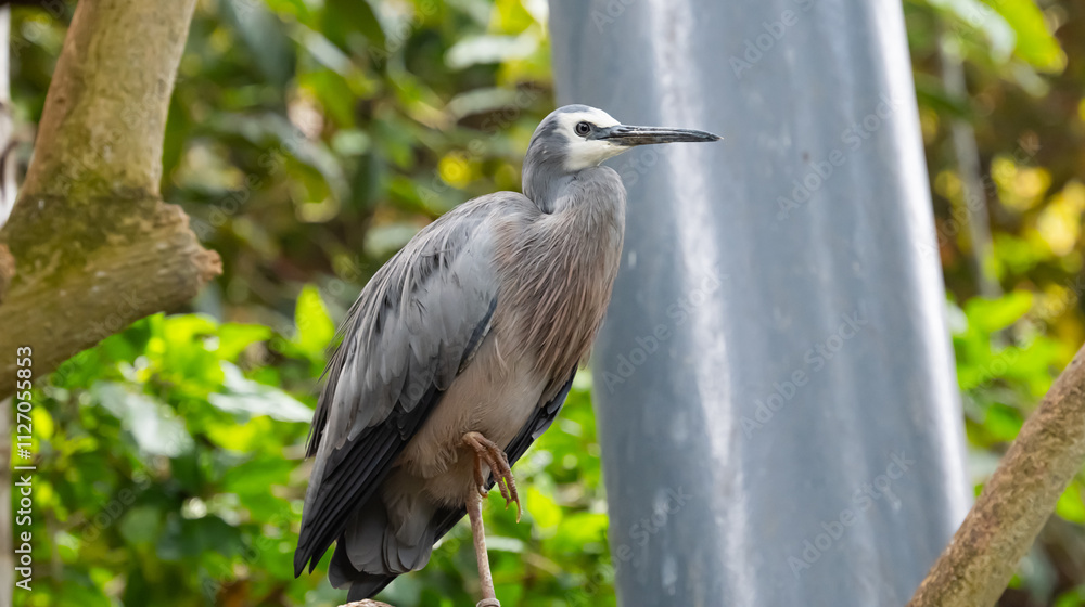 Fototapeta premium grey heron in a park