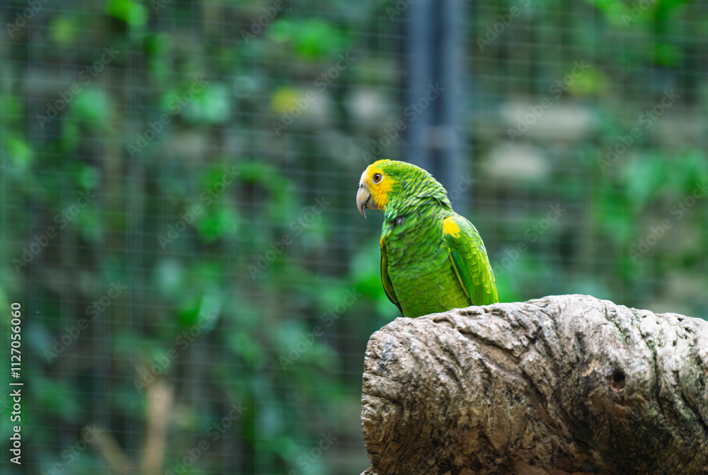 Obraz premium beautiful parrots in a park