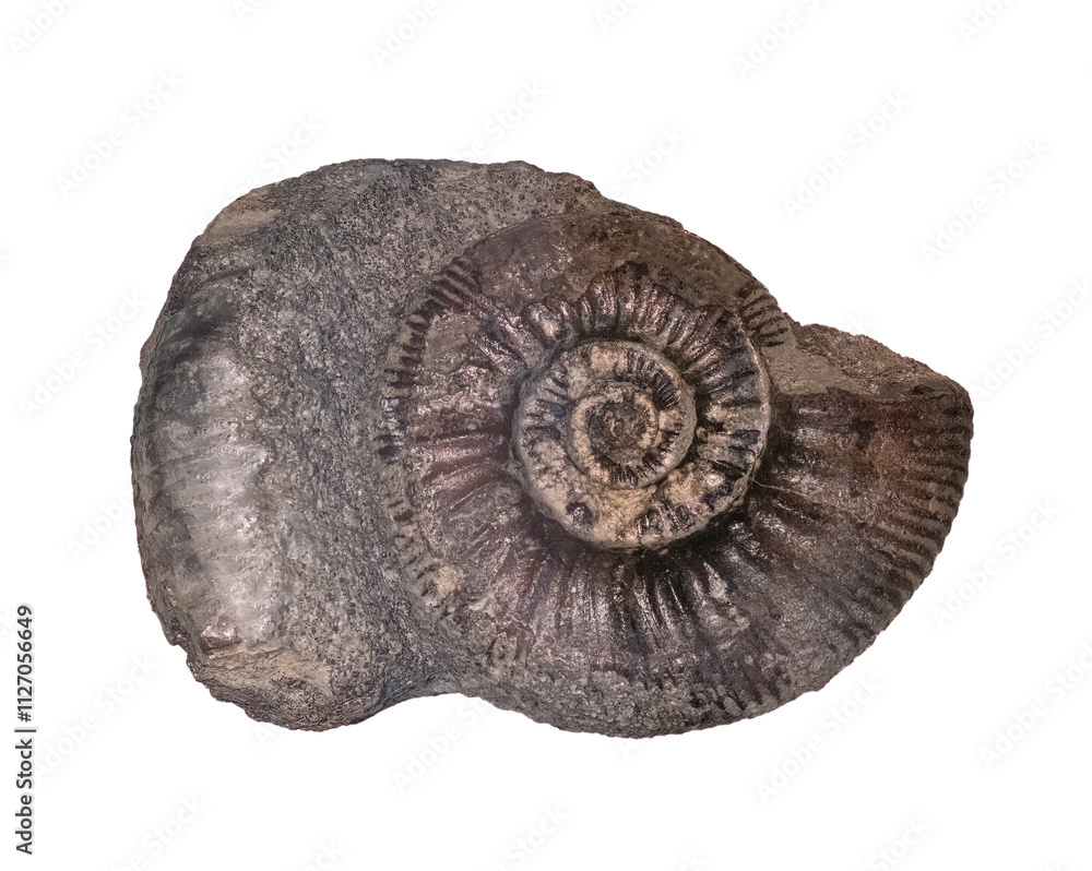 fossil of ammonite in the stone on white, isolated fossil of ammonite in the stone on white, isolated