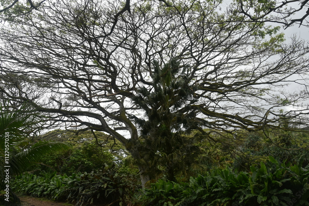 The colourful flowers, trees and local lush vegetation of Oahu Island, Hawaii