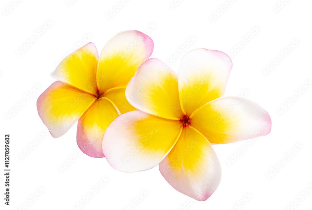 yellow plumeria flower isolated yellow plumeria flower isolated
