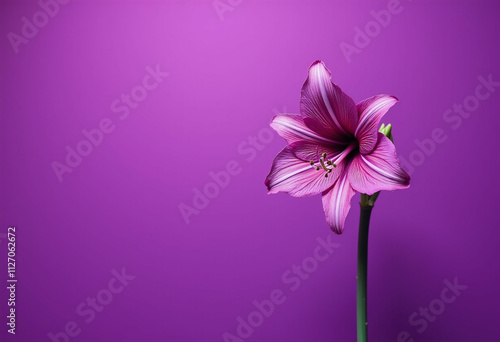 A vibrant purple amaryllis flower stands out against a solid purple background.