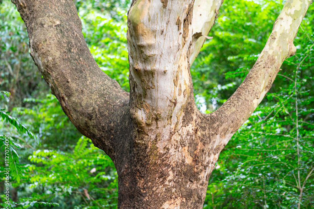 A beautiful shape of hardwood tree with greenery background of the rainforest environment. Nature scene photo, close-up. A beautiful shape of hardwood tree with greenery background of the rainforest environment. Nature scene photo, close-up.