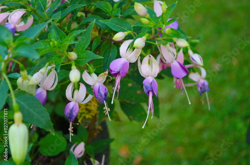 Selective focus of Fuchsia magellanica.Hummingbird fuchsia or hardy fuchsia is a species of flowering plant . Floral background. photo