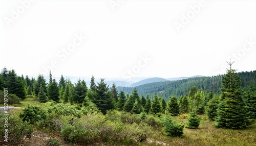 Wallpaper Mural Forest backgrounds outdoors woodland on isolated white background. Torontodigital.ca