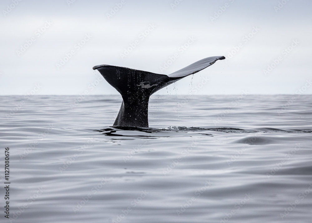 Fototapeta premium Tail of a Sperm Whale coming out of the sea (Physeter macrocephalus) 