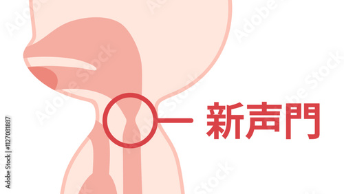 食道発声の時に振動させる新声門のイラスト