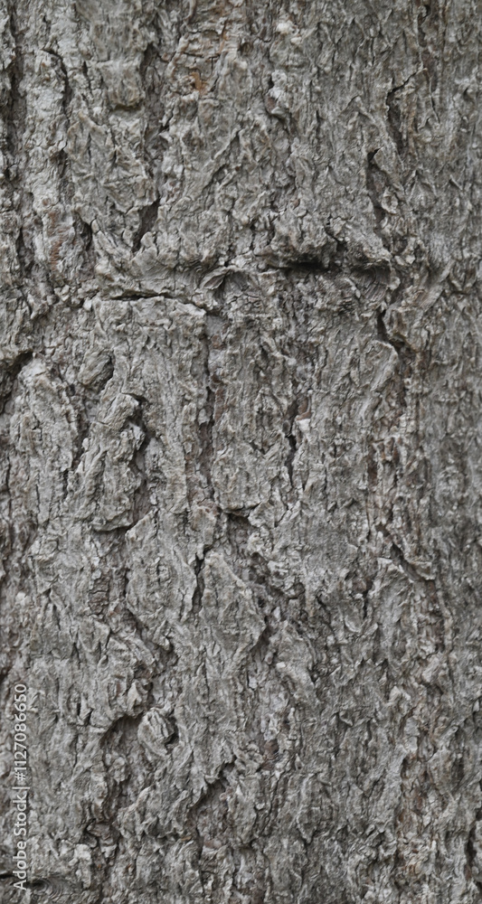 Beautiful close-up of the bark of dovyalis caffra Beautiful close-up of the bark of dovyalis caffra