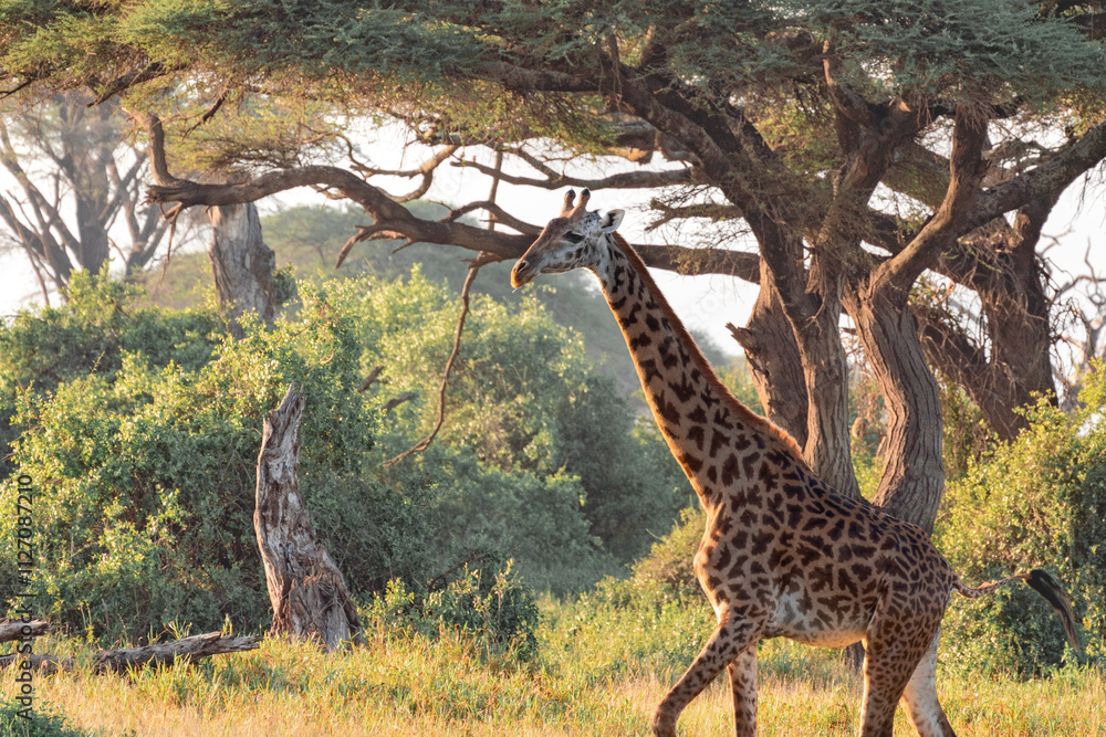 Giraffe walking among greenery and acacia trees in sunlight