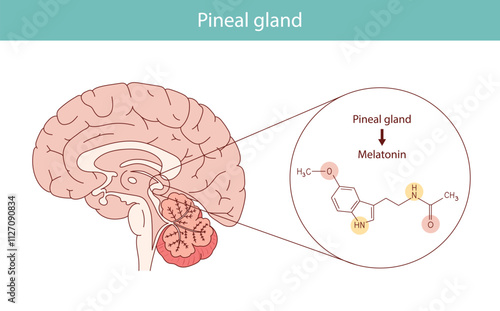 Melatonin hormone. Pineal gland anatomical cross section.