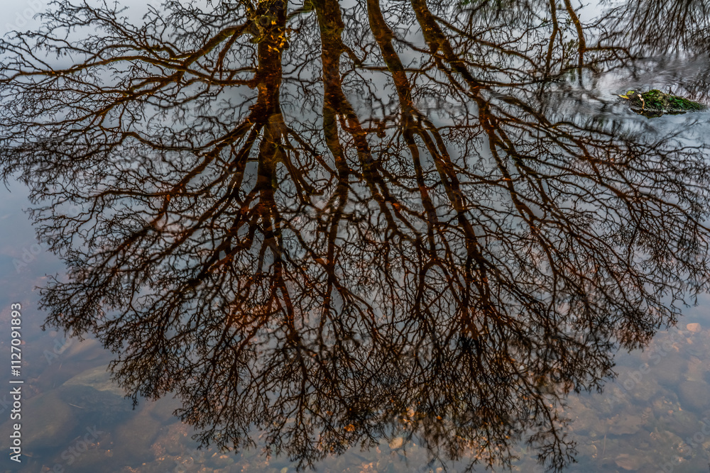 Reflection of bare tree branches in calm water Reflection of bare tree branches in calm water