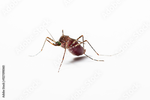 Close-up of a female mosquito -culex tarsalis with blood top view isolated in white background. Mosquitoes spread diseases by sucking blood from their victims concept. photo