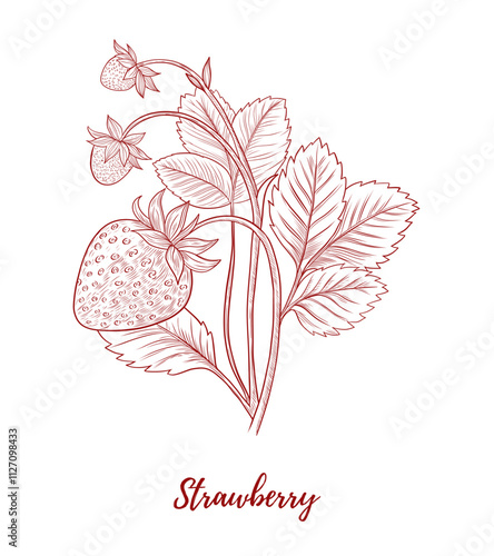 Vector strawberries on the branch with leaves line art illustration, graphic line strawberry combination. Strawberry berry. Engraving. Forest harvest. Great for any designs, textile, art, walls, packa