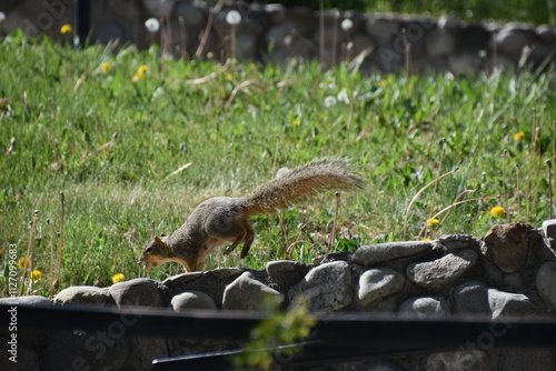 Close up of an American Squirrel with an acorn in an urban city