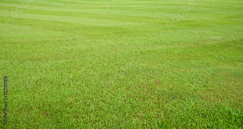 green grass field