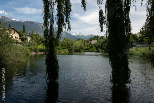 Willow tree in a Swiss mountain pond