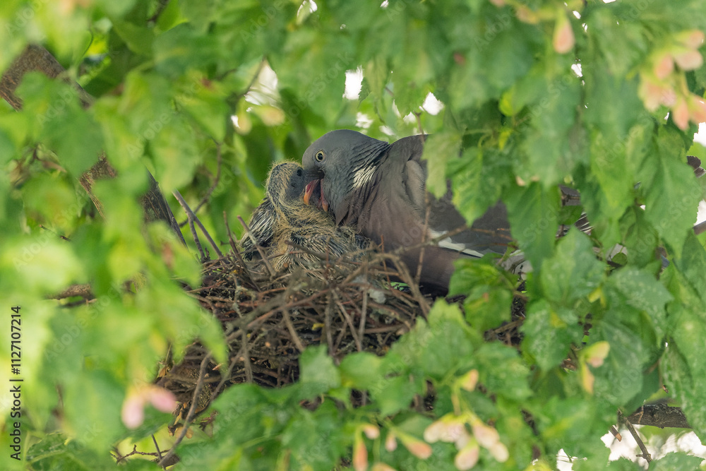 Ringeltaube sitzt mit ihren zwei Küken im Nest und füttert sie mit Kropfmilch