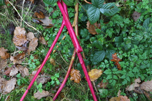 Cornus alba Baton Rouge photo