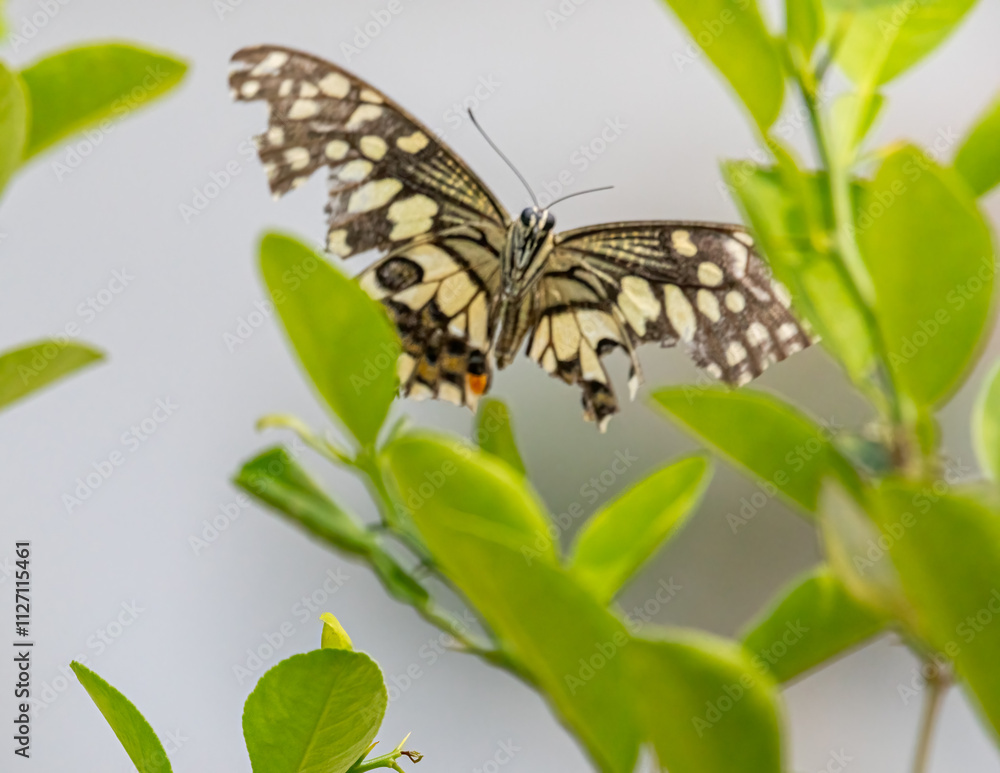 A Lemon butterfly A Lemon butterfly