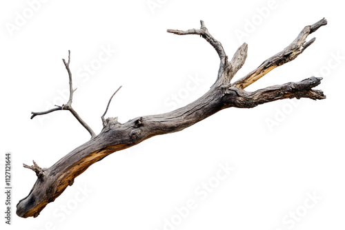 PNG A Dry branch of dead tree with cracked dark bark wood background isolated.