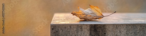 dried leaf rests still photo