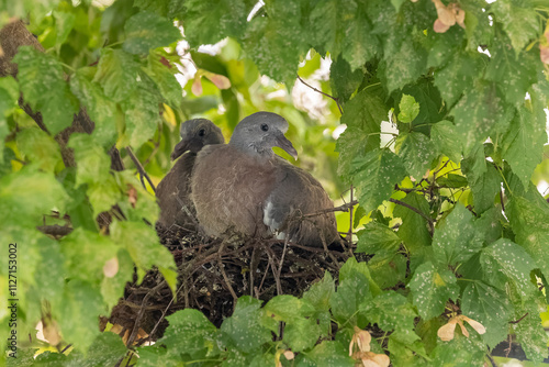 Taubenküken im Nest